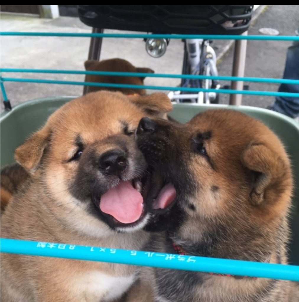 伴侶犬に最適な犬種13選